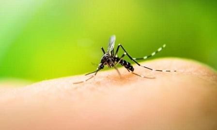 enfermedad-dengue