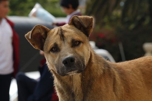 Up to fifteen circumstances of violence and animal abuse happen on daily basis in Yopal – information