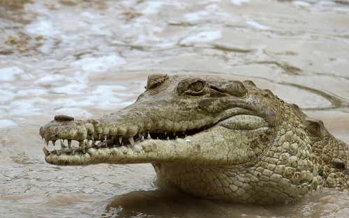 They released 11 Orinoco crocodiles in Vichada to complete the “lifesaving” plan – news