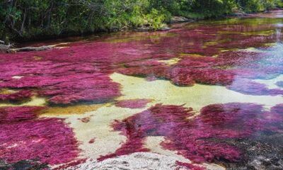 Caño Cristales