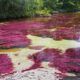 Caño Cristales