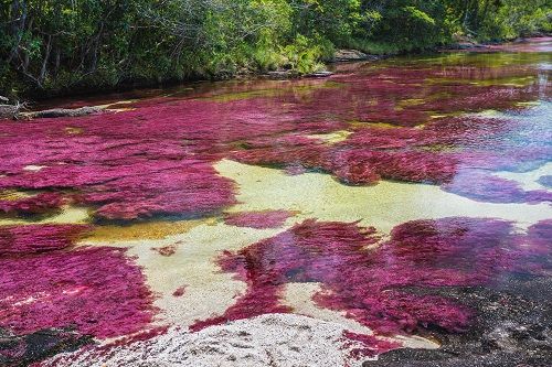 Caño Cristales