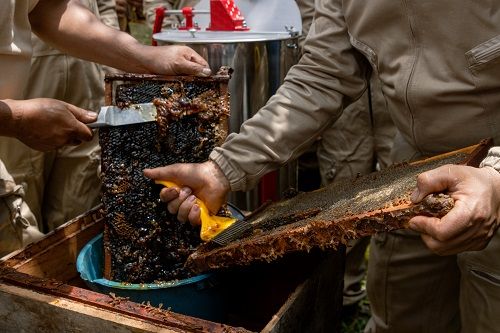 Día de las Abejas2