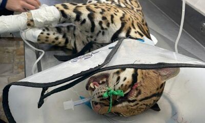 OCELOTE 3