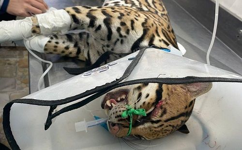 OCELOTE 3